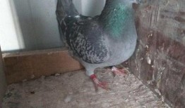 鸽子爆料打架视频大全集