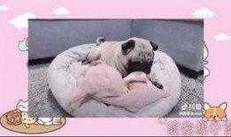 徐州爆料小老弟视频大全,揭秘视频背后的故事与真相