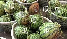 娱乐八吃瓜,八吃瓜，揭秘明星幕后故事