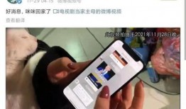 群演爆料白猫已死视频,白猫生死之谜，真相竟如此惊人！