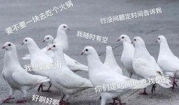 鸽子爆料打架视频大全集