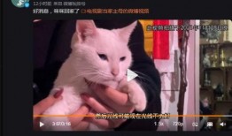 群演爆料白猫已死视频,白猫生死之谜，真相竟如此惊人！