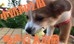 娱乐吃瓜菌小狗视频大全,小狗视频大全趣味盘点