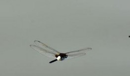 蜻蜓2006在线观看