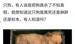 群演爆料白猫已死视频,白猫生死之谜，真相竟如此惊人！