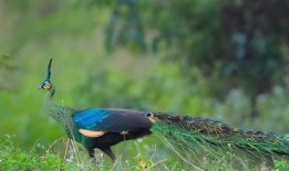 孔雀在线观看完整版,一场视觉盛宴的完美呈现