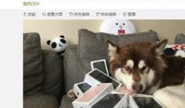 娱乐吃瓜菌小狗视频大全,小狗视频大全趣味盘点