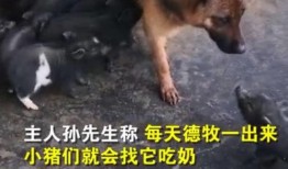 小猪视频爆料,揭秘娱乐圈幕后真相