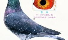 李诞最新爆料信鸽,一场跨越千里的神秘之旅
