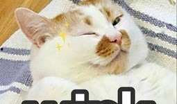 柳州胖猫爆料最新消息,揭秘事件背后惊人真相！