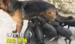 小猪视频爆料,揭秘娱乐圈幕后真相