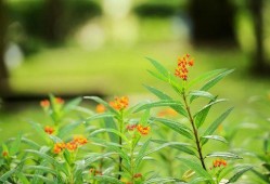 吃瓜樱花草视频下载免费,轻松享受视觉盛宴