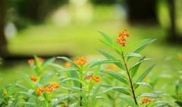 吃瓜樱花草视频下载免费,轻松享受视觉盛宴