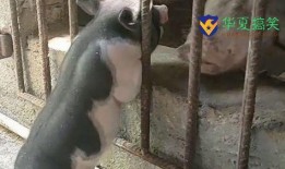 视频爆料搞笑段子大全