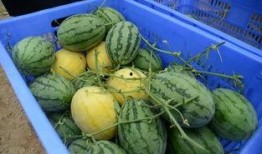 专门吃瓜的群免费,免费畅享娱乐圈最新瓜料