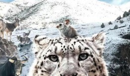 雪豹影院在线观看