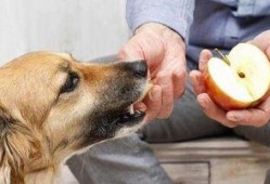 娱乐吃瓜菌狗狗视频大全,趣味视频大全集锦