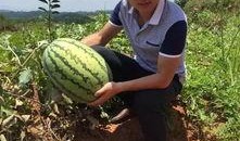 遂川免费吃瓜,畅享清凉夏日时光