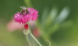 吃瓜樱花草视频下载免费,轻松享受视觉盛宴