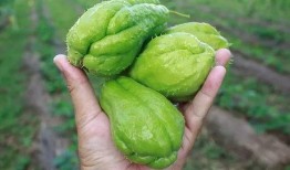 甘肃陇南网红吃两天瓜,网红打卡，两天瓜香体验记